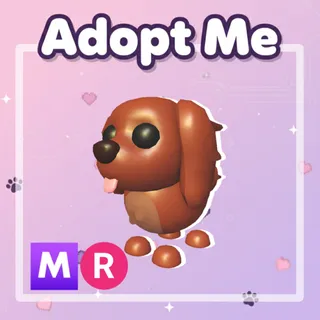 Irish Setter MR