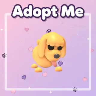 Toy Poodle