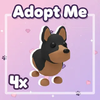4x Australian Kelpie