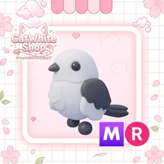 Japanese Snow Fairy MR