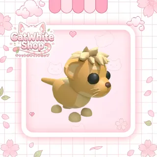 Lion Cub