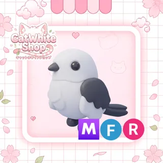 Japanese Snow Fairy MFR