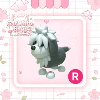 English Sheepdog R
