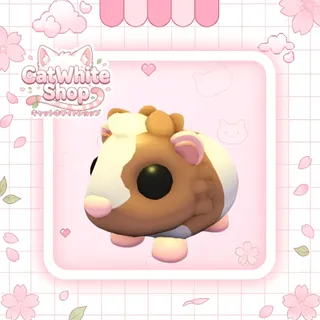Chocolate Dutch Guinea Pig