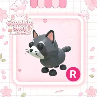 Raccoon R