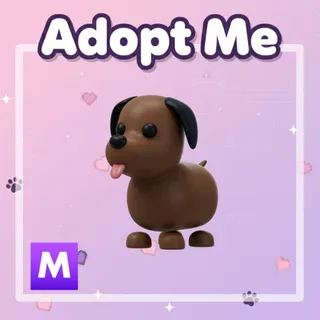 Mega Chocolate Labrador