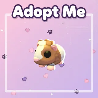 Chocolate Dutch Guinea Pig