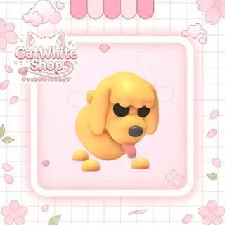 Toy Poodle