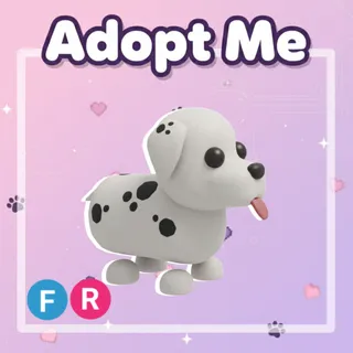 Dalmatian FR