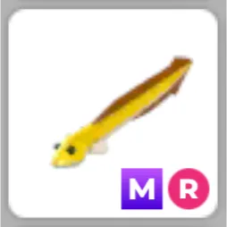 X1 MR Eel