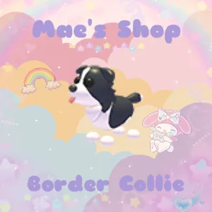 ⭐️ Border Collie