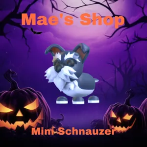 🎃 Mini Schnauzer