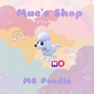 ⭐️ MR Poodle
