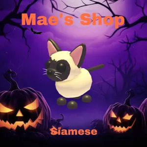 🎃 Siamese Cat