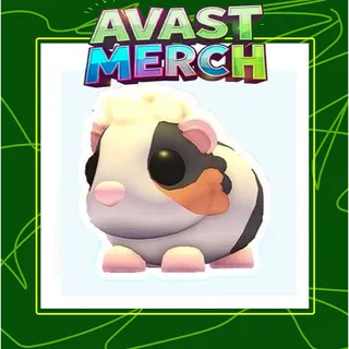 Tortoiseshell Guinea Pig 