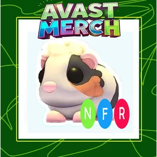 nfr Tortoiseshell Guinea Pig