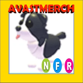 nfr border collie