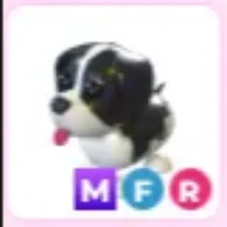 MFR BLACK SPANIEL