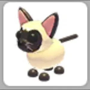 Siamese cat-adopt me