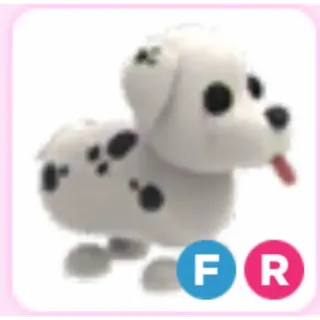 Dalmatian fr