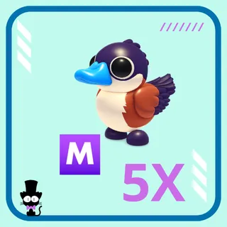5x Mega Neon Ruddy Duck - Fast & Safe Delivery | Wholesale Bundle