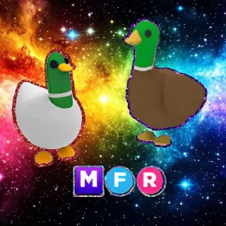 MFR Ducks