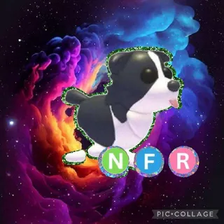 NFR Border Collie
