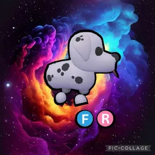 FR Dalmatian