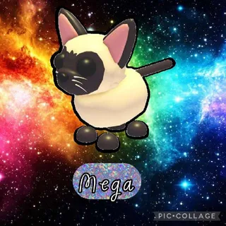 MFR Siamese Cat