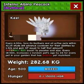 Huge Inferno Albino Peacock
