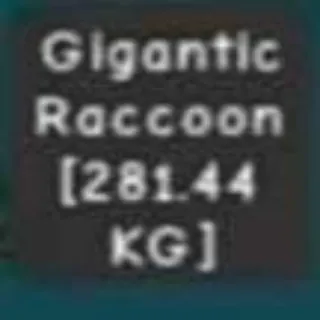 HUGE GIGANTIC RACOON
