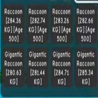 X8 HUGE RACOON