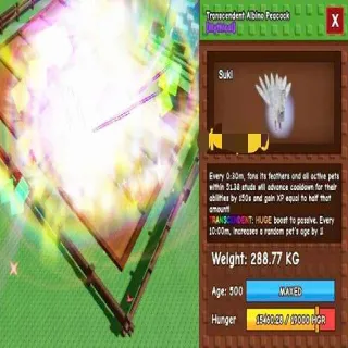 Huge Transcedent Albino Peacock