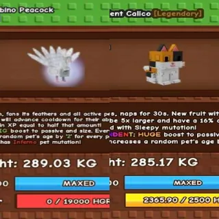 Huge Inferno Albino Peacock + Huge Transcedent Calico