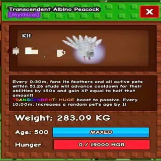Huge Transcedent Albino Peacock