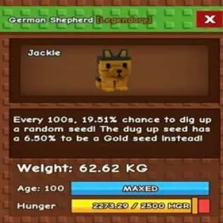 German Shepherd 62kg