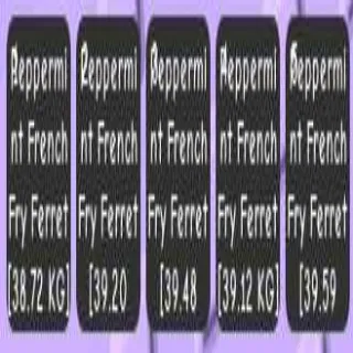 5X SEMI HUGE PEPPERMINT FRENCH FRY FERRET 38+KG