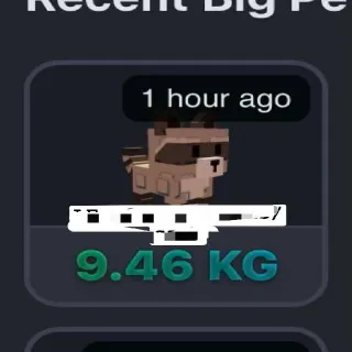 Godly Racoon