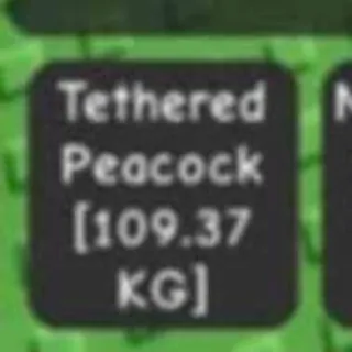 Colossal Tethered Peacock