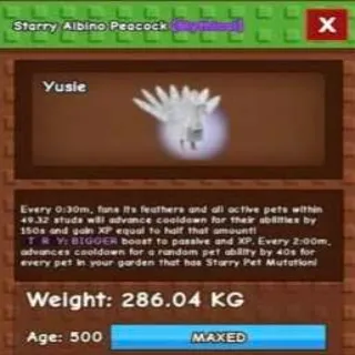 Huge Starry Albino Peacock