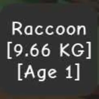 Godly Racoon