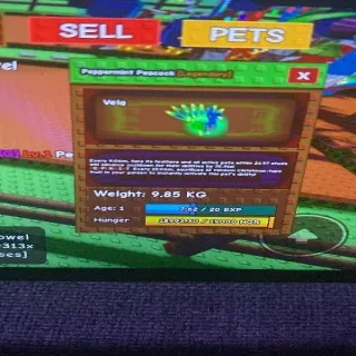 Godly Peppermint Peacock