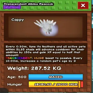 Huge Transcedent Albino Peacock