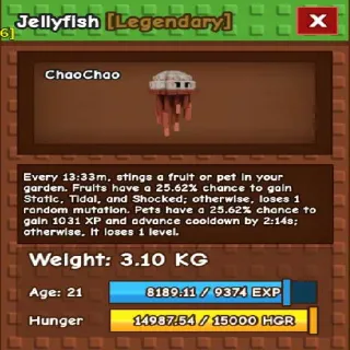 Jellyfish