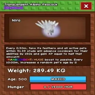 Huge Transcedent Albino Peacock