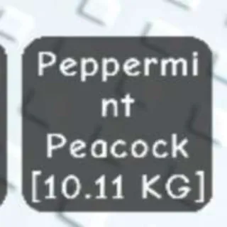 Colossal Peppermint Peacock