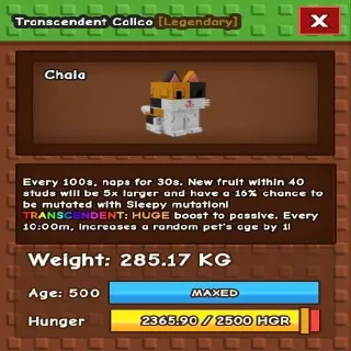 Huge Transcedent Calico