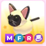 Mfr Siamese Cat