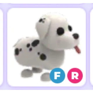 fr dalmatian