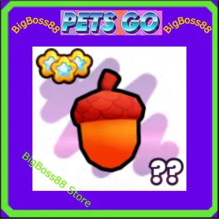 Acorn - Pets go